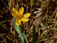 Sisyrinchium californicum 1, Gele bieslelie, Saxifraga-Ed Stikvoort