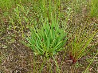 Sisyrinchium californicum 10, Gele bieslelie, Saxifraga-Hans Grotenhuis