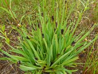 Sisyrinchium californicum 12, Gele bieslelie, Saxifraga-Hans Grotenhuis
