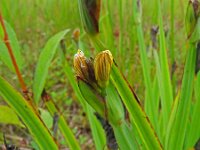 Sisyrinchium californicum 14, Gele bieslelie, Saxifraga-Hans Grotenhuis