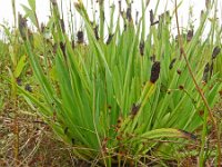 Sisyrinchium californicum 17, Gele bieslelie, Saxifraga-Hans Grotenhuis