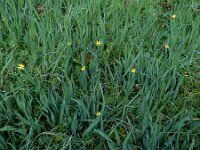 Sisyrinchium californicum 21, Gele bieslelie, Saxifraga-Ed Stikvoort : grote biesvaren IJzeren Man Vught A900