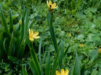 Sisyrinchium californicum 22, Gele bieslelie, Saxifraga-Ed Stikvoort : rattenstaartgras Grevelingendam s9900