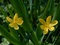 Sisyrinchium californicum 23, Gele bieslelie, Saxifraga-Ed Stikvoort : grote biesvaren IJzeren Man Vught A900