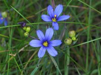 Sisyrinchium montanum