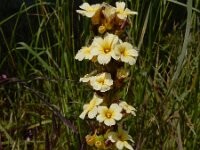 Sisyrinchium striatum