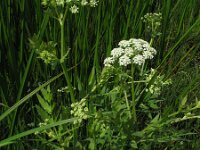 Sium latifolium, Greater Water-parsnip