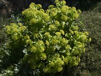 Smyrnium creticum 1, Saxifraga-Willem van Kruijsbergen