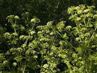 Smyrnium olusatrum, Alexanders