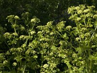 Smyrnium olusatrum, Alexanders