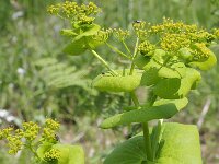 Smyrnium rotundifolium