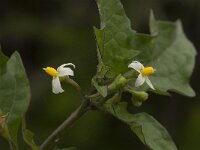 Solanum alatum