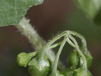 Solanum americanum