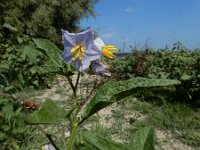 Solanum carolinense 10, Carolina-nachtschade, Saxifraga-Ed Stikvoort : A900