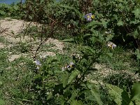 Solanum carolinense 13, Carolina-nachtschade, Saxifraga-Ed Stikvoort : A900