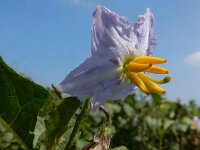 Solanum carolinense 9, Carolina-nachtschade, Saxifraga-Ed Stikvoort : s9900