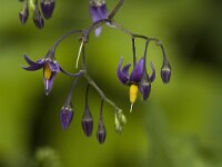 Solanum dulcamara 1, Bitterzoet, Saxifraga-Jan van der Straaten