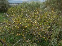 Solanum linnaeanum 1, Saxifraga-Ed Stikvoort