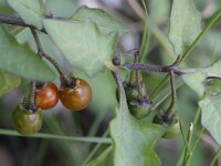 Solanum luteum