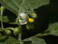 Solanum nigrum