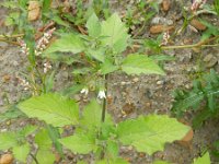 Solanum nigrum 11, Zwarte nachtschade, Saxifraga-Rutger Barendse