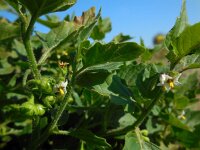 Solanum nitidibaccatum 1, Glansbesnachtschade, Saxifraga-Ed Stikvoort