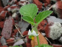 Solanum physalifolium