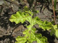 Solanum rostratum 4, Klitnachtschade, Saxifraga-Rutger Barendse
