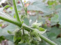 Solanum sarachoides 13, Kleverige nachtschade, Saxifraga-Rutger Barendse