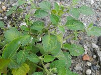 Solanum sarachoides 14, Kleverige nachtschade, Saxifraga-Rutger Barendse