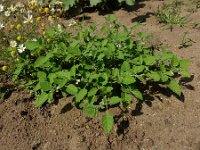 Solanum sarrachoides 1, Kleverige nachtschade, Saxifraga-Ed Stikvoort : s9900