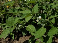Solanum sarrachoides 10, Kleverige nachtschade, Saxifraga-Ed Stikvoort : A900