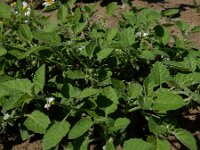 Solanum sarrachoides 4, Kleverige nachtschade, Saxifraga-Ed Stikvoort : A900