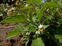 Solanum sarrachoides 5, Kleverige nachtschade, Saxifraga-Ed Stikvoort : s9900