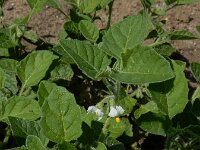 Solanum sarrachoides 7, Kleverige nachtschade, Saxifraga-Ed Stikvoort : A900