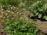 Solanum sarrachoides 8, Kleverige nachtschade, Saxifraga-Ed Stikvoort : s9900
