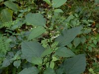 Solanum scabrum