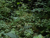 Solanum scabrum 3, Saxifraga-Ed Stikvoort : A900