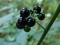 Solanum scabrum 6, Saxifraga-Ed Stikvoort : s9900
