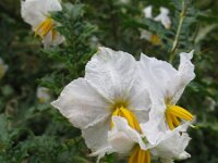 Solanum sisymbriifolium