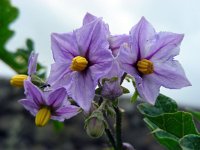 Solanum sisymbriifolium 11, Raketnachtschade, Saxifraga-Ed Stikvoort
