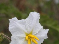 Solanum sisymbriifolium 3, Raketnachtschade, Saxifraga-Rutger Barendse