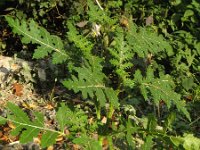 Solanum sisymbriifolium 7, Raketnachtschade, Saxifraga-Rutger Barendse