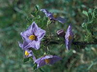 Solanum sodomeum