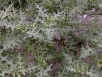 Solanum triflorum, Cutleaf Nightshade