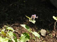 Solanum vespertilio 7, Saxifraga-Michiel Drok