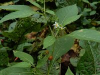 Solanum villosum