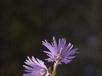 Soldanella alpina, Alpine Soldanella