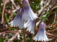 Soldanella austriaca 1, Saxifraga-Harry Jans