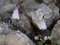 Soldanella minima